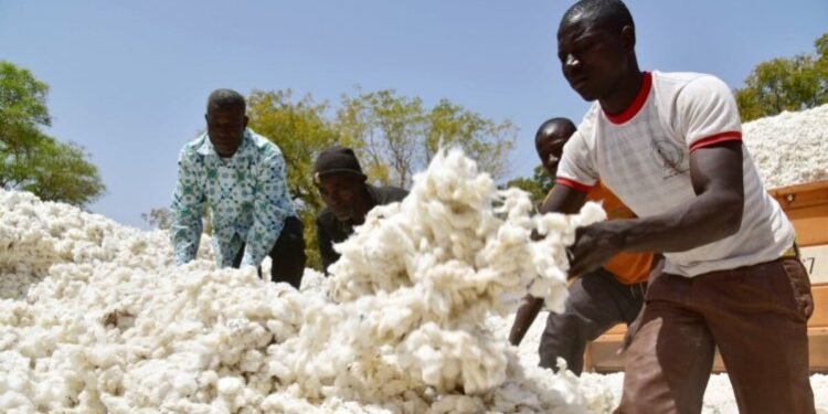 O Grupo Carrinho aposta no processamento de algodão para o  fornecimento da indústria têxtil