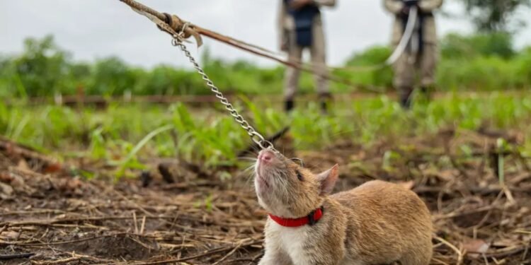 Ratos gigantes africanos ajudam a salvar vidas no Camboja